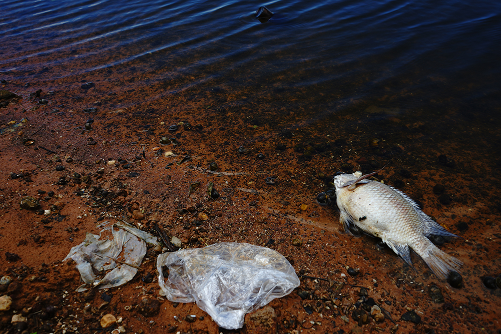 plastic-waste-with-dead-fish-riverbank